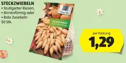 Hofer Steckzwiebeln Angebot