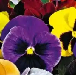 Hellweg Stiefmütterchen Angebot