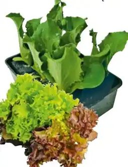 Hellweg Gemüsejungpflanzen Angebot