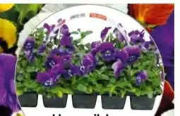 Hellweg Hornveilchen Angebot