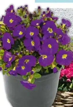 Hellweg Frühlingsstauden Angebot