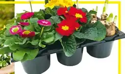 Hellweg Frühlingsboten Angebot