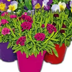 Hellweg Gartennelke Angebot