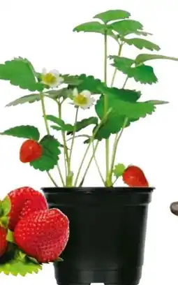 Hellweg Gartenerdbeere Angebot