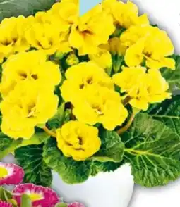 Hellweg Primel Angebot