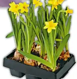Hellweg Narzissen Tête à Tête Angebot