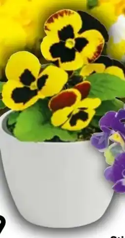 Hellweg Stiefmütterchen Angebot