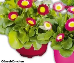Hellweg Gänseblümchen Angebot