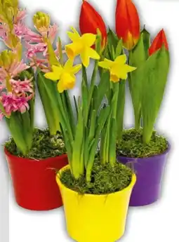 Hellweg Zwiebelpflanzen-Mix Angebot