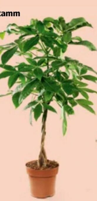 Hofer Grünpflanzen Angebot