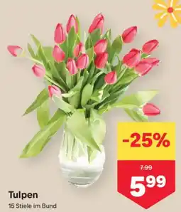 MPreis Tulpen Angebot