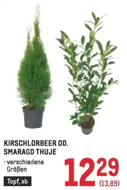 Metro Kirschlorbeer od. smaragd thuje Angebot