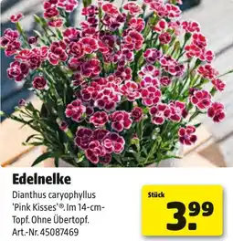 Liebmarkt Edelnelke Angebot