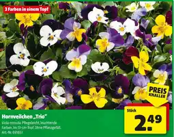 Liebmarkt Hornveilchen Trio Angebot