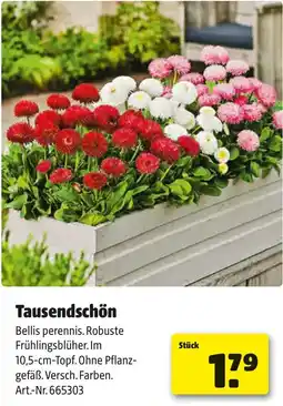 Liebmarkt Tausendschön Angebot