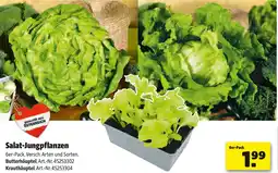 Liebmarkt Salat jungpflanzen Angebot