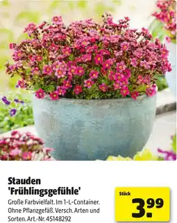 Liebmarkt Stauden frühlingsgefühle Angebot