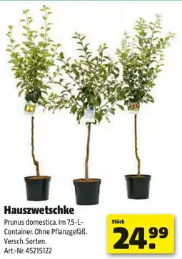 Liebmarkt Hauszwetschke Angebot
