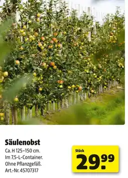Liebmarkt Säulenobst Angebot