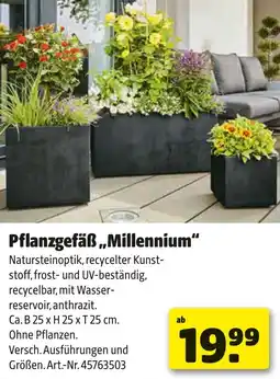 Liebmarkt Pflanzgefäß millennium Angebot