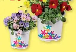 Lidl Hornveilchen Mix Masters Angebot