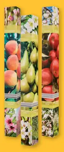 Lidl Obstbaum Angebot