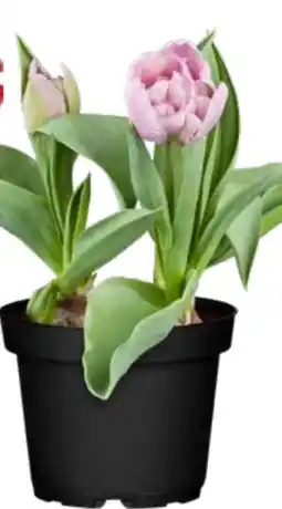 OBI Grow by Obi Tulpen Mix Angebot