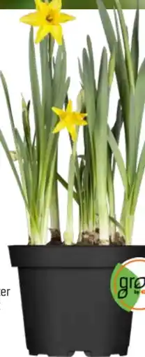 OBI Grow by Obi Narzisse Tete a Angebot