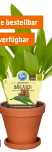 OBI Bio-Bärlauch Topf Angebot