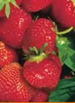 OBI Erdbeere Senga Sengana Angebot