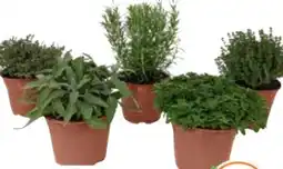 OBI Grow by Obi Kräutermischung Italienische Kräuter Angebot