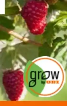 OBI Grow by Obi Bio Himbeere Angebot