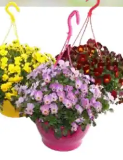 OBI Hornveilchen-Ampel Angebot