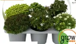 OBI Grow by Obi Frühjahrsstauden Angebot