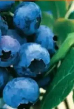 OBI Pflanzen-Heidelbeere Angebot