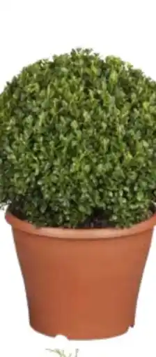 OBI Buchsbaum-Kugel Angebot