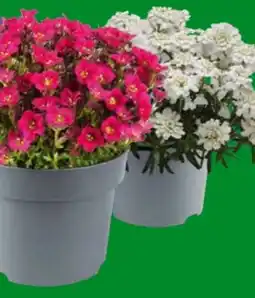 OBI Garten-Moossteinbrech Mix Angebot