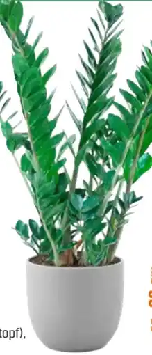 OBI Grow by Obi Glücksfeder Angebot