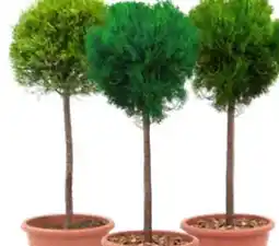 OBI Grow by Obi Mini-Stamm-Sortiment Angebot