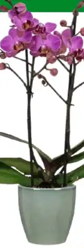 OBI Grow by Obi Schmetterlingsorchidee Sorten Angebot