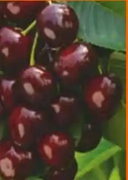 OBI Bio-Terrassenobst Angebot