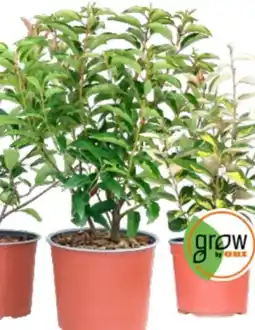 OBI Grow by Obi Glanzmispel Carré Rouge Angebot