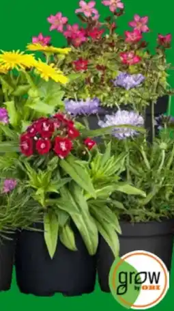 OBI Grow by Obi Verschiedene Staudensorten Angebot