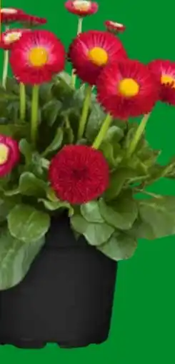 OBI Tausendschön Angebot