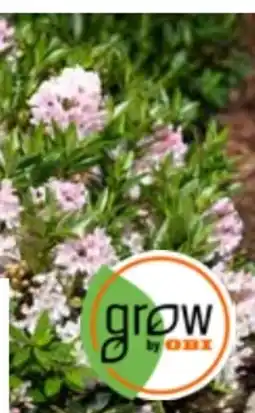 OBI Grow by Obi Rhododendron Bloombux Rosa Angebot