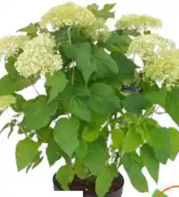 OBI Grow by Obi Ballhortensie Annabelle Angebot