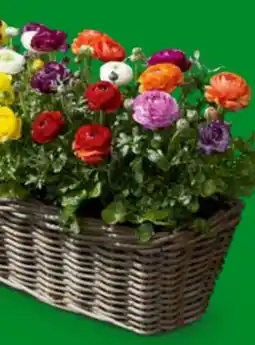 OBI Ranunkel Angebot