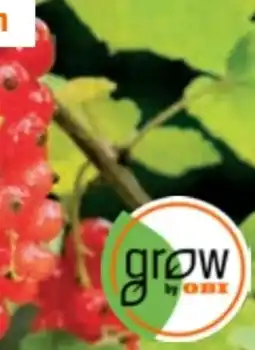 OBI Grow by Obi Bio Johannisbeere Jonkheer van Tets Angebot