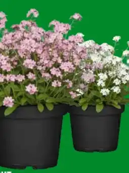 OBI Vergissmeinnicht Angebot