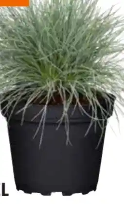 OBI Blauschwingel Angebot